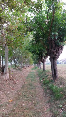 10MILA PASSI A BASILIANO TRA GLI ALBERI.jpg