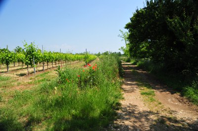 LESTIZZA PASSEGGIATA NEL VERDE .JPG