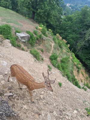 CASTELNOVO BAMBI.jpg